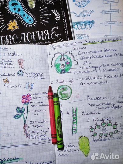 Репетитор по биологии 5-9 класс