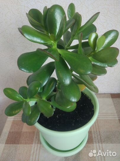 Каланхоэ, Денежное дерево (Крассула, Толстянка)