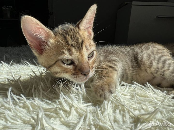 Бенгальская кошка