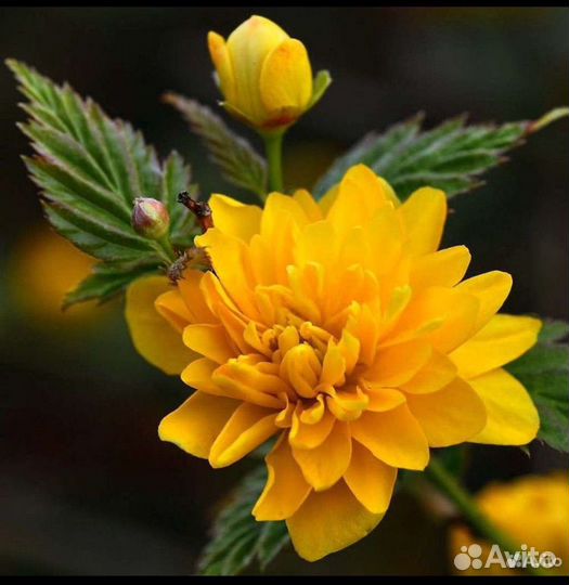 Керия японская