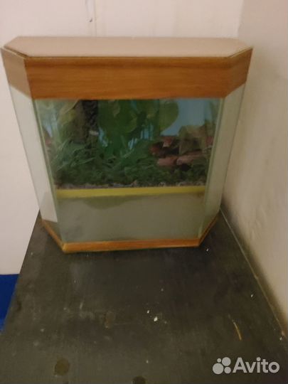 Аквариум