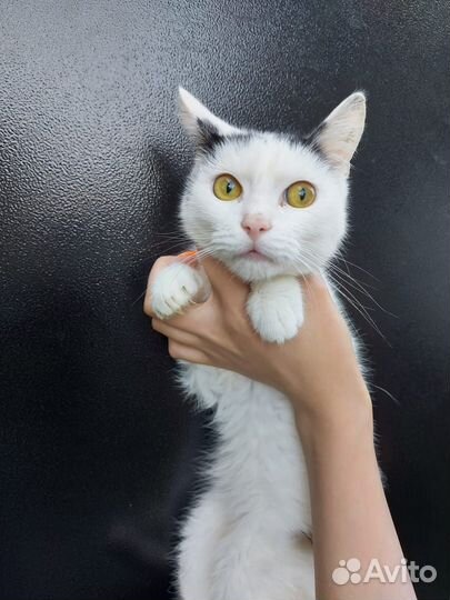 Котик кастрирован, в добрые руки