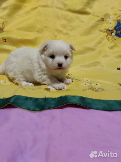 Щенки шпица