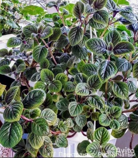 Плектрантус Реснитчатый Вегетативный Ампельный