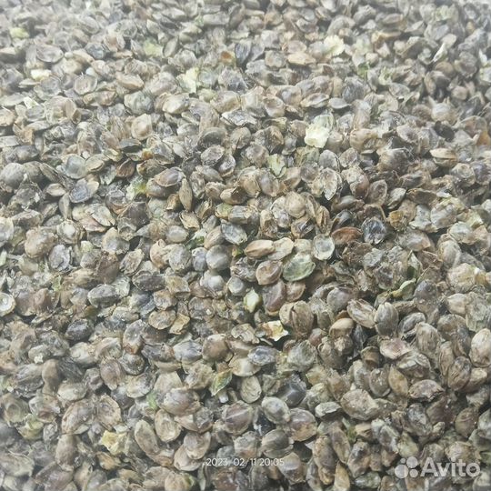 Прикормка семена конопляные для рыбалки