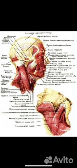 Онлайн курс косметолог-эстетист