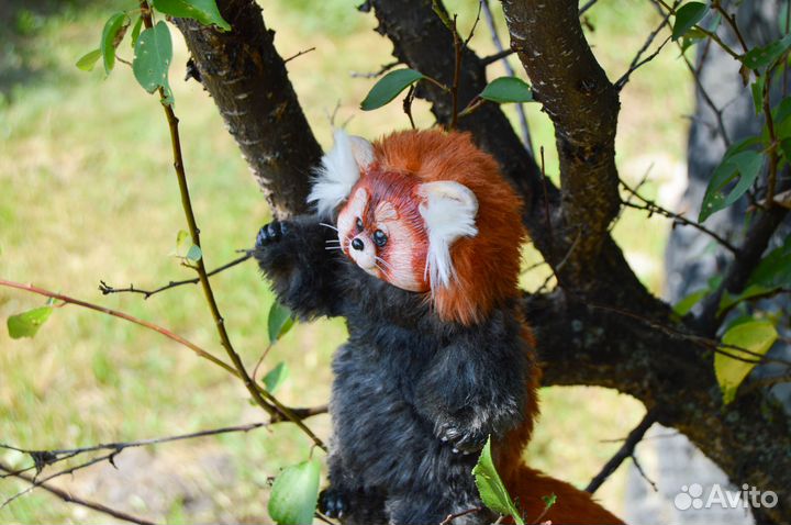 Красная панда