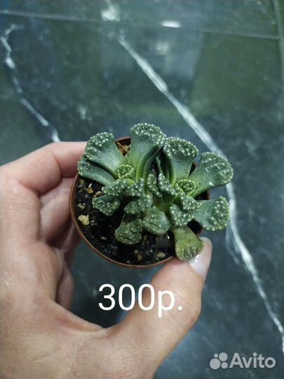 Суккуленты