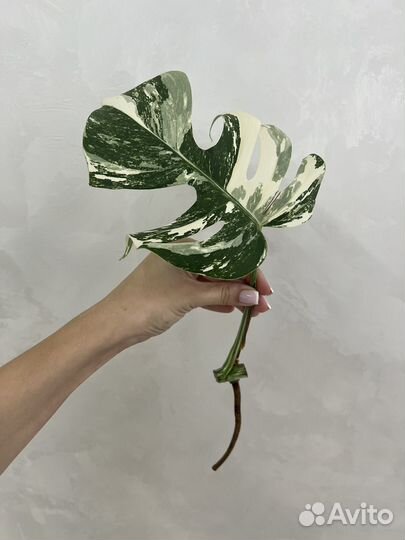 Монстера альба