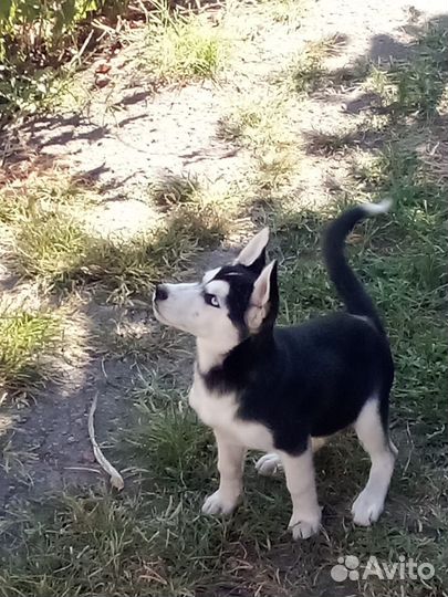 Сибирский хаски