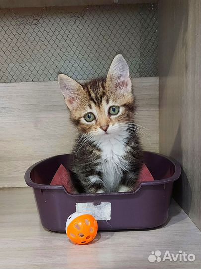 Котёнок мальчик