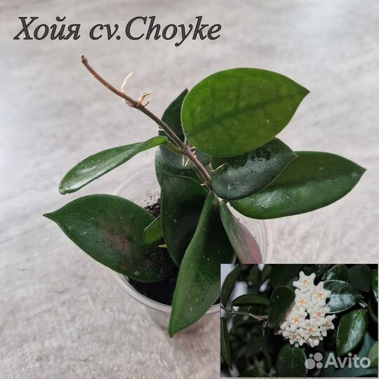 Хойи, предлагаю укорененные черенки