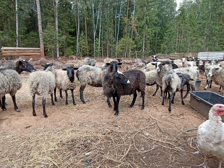 Участок 19,5 га (СНТ, ДНП)