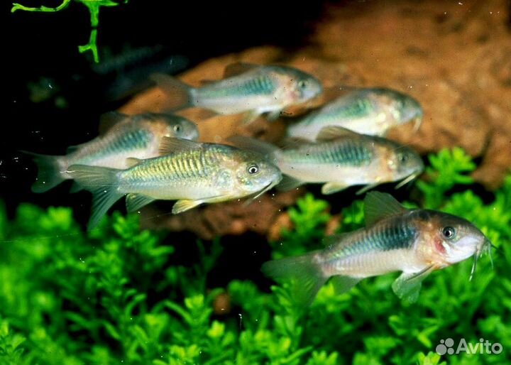 Яркие барбусы и сомики