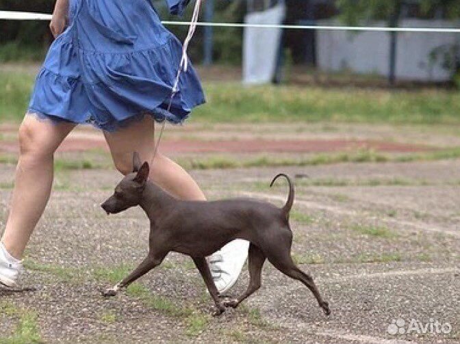 Американский голый терьер щенки