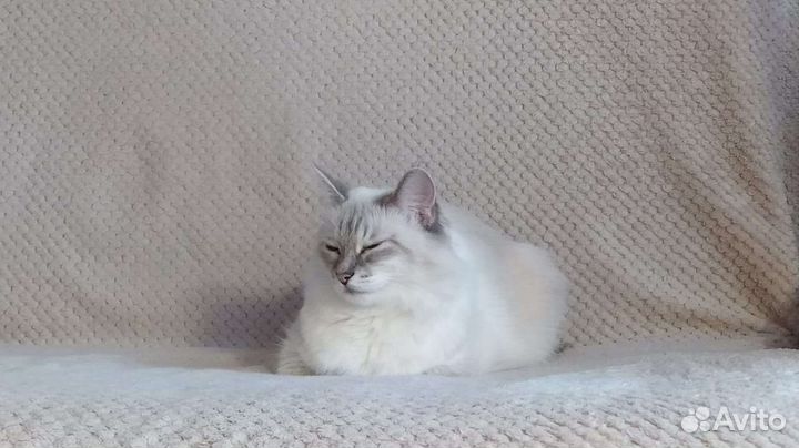 Кошка в дар