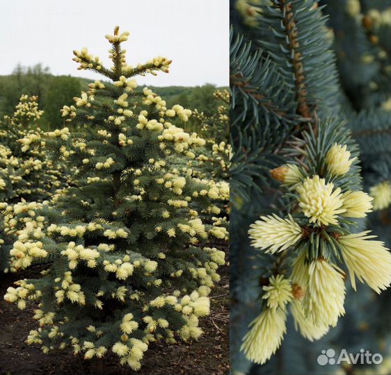 Декаративные растения VIP качества