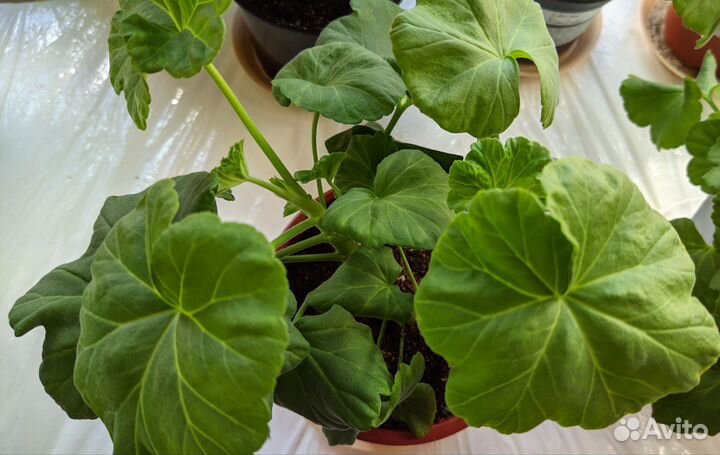 Пеларгония герань