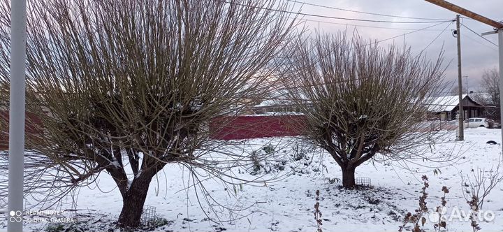 Прутья ивы для плетения