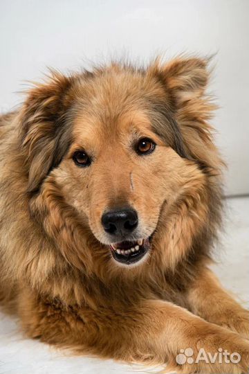 Метис бордер колли бесплатно