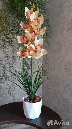 Орхидея фаленопсис