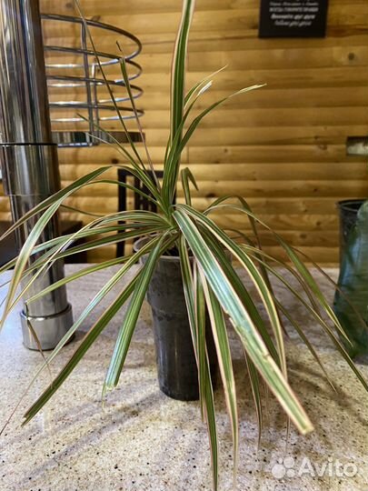 Комнатные растения цветы