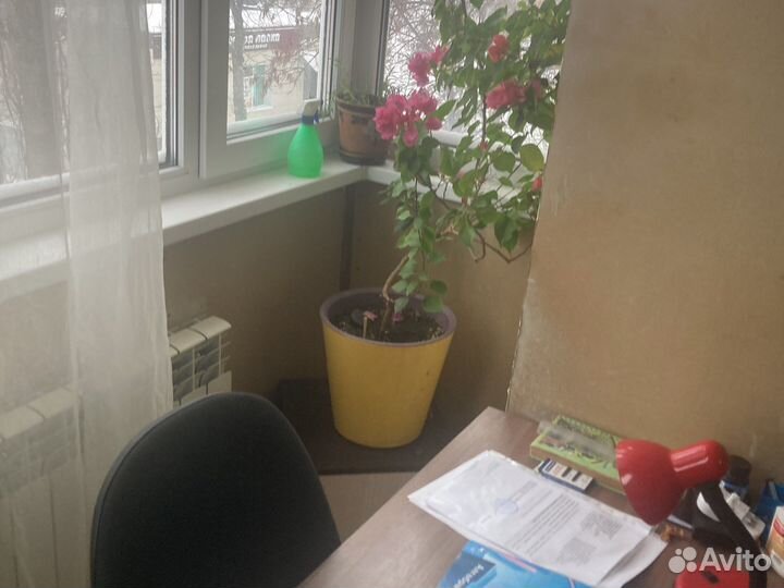 Бугенвиллия