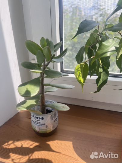 Фикус, декабрист и др