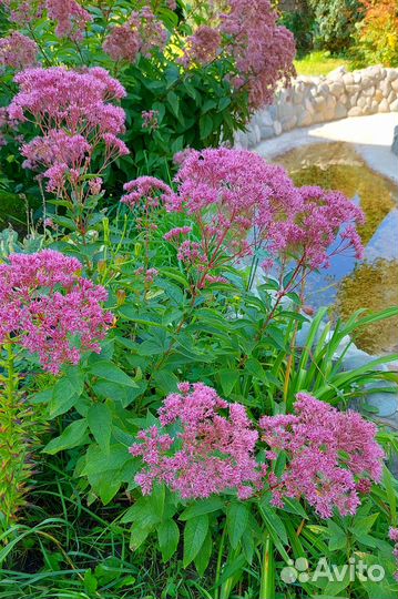 Цветы Кустарник Посконник