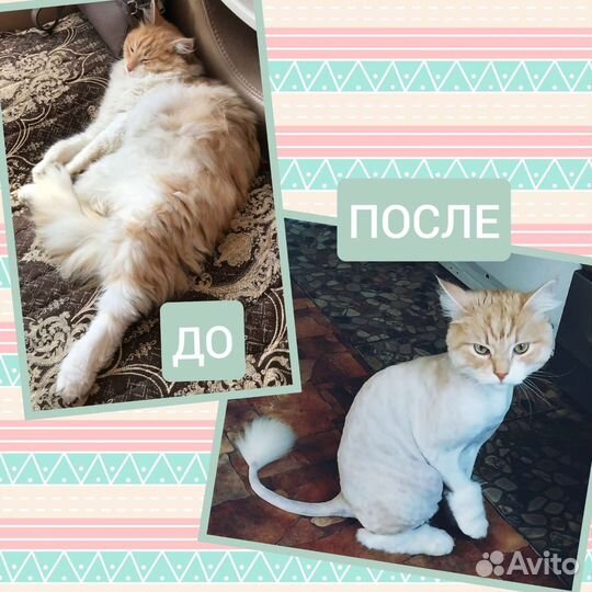 Стрижка / Экспресс-линька кошек с выездом