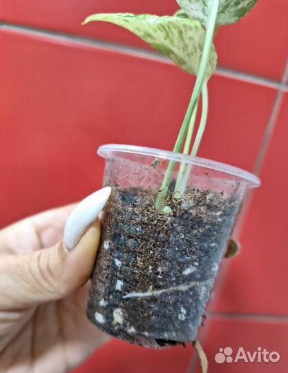 Эпипремнум пинатум вайт марбл вар