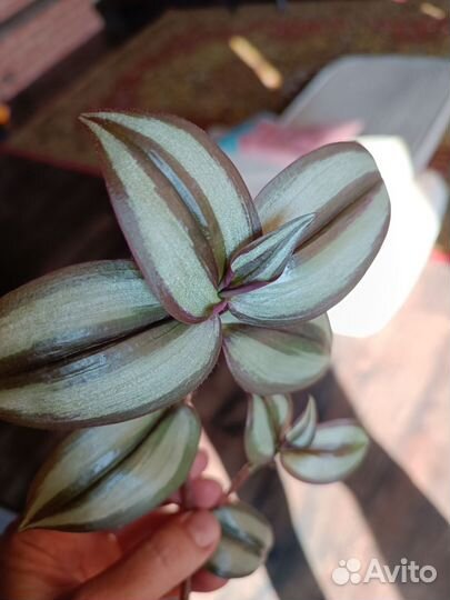 Традесканция Зебрина