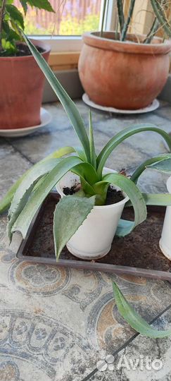 Агава голубая