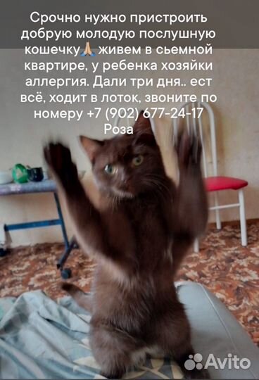 Кошечка ищет добрые руки