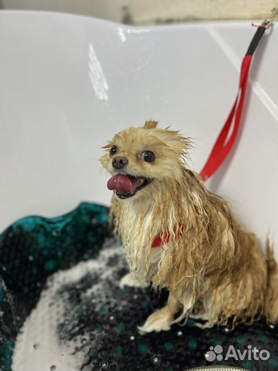 Груминг собак и кошек