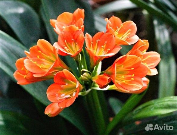 Комнатные цветы кливия