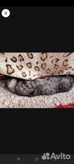 Шотландсий