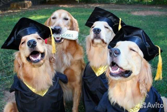 Инструктор по дрессировке собак. Кинолог