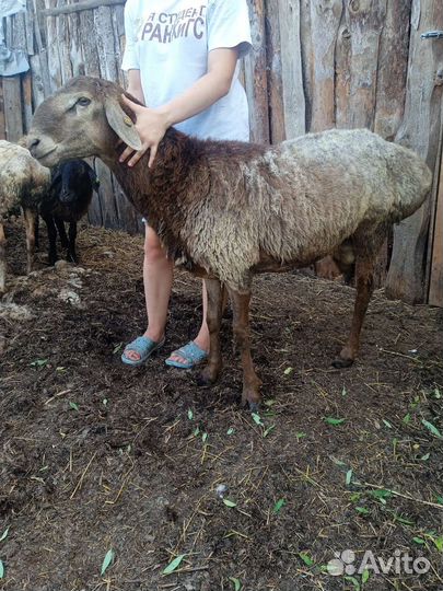 Баран гисар