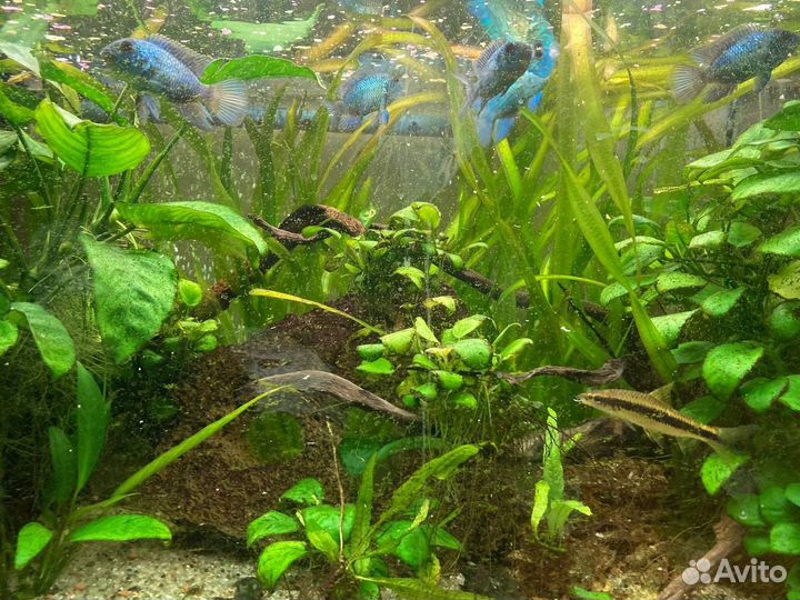 Аквариум 112 литров с тумбой