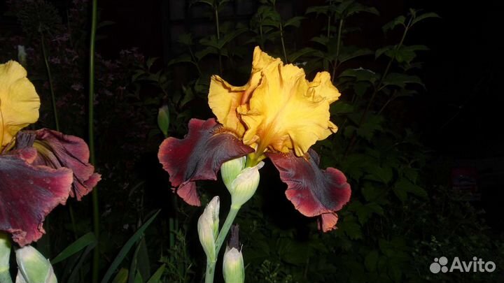 Ирис почтой. Сильверадо, Суприм Султан