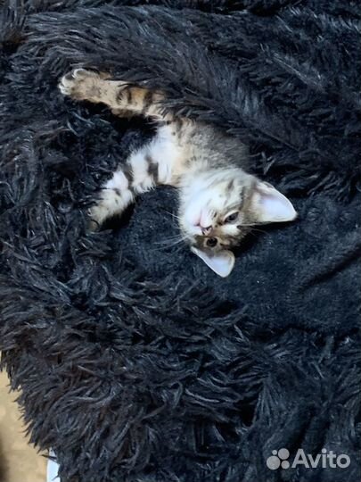 Котята в добрые руки даром
