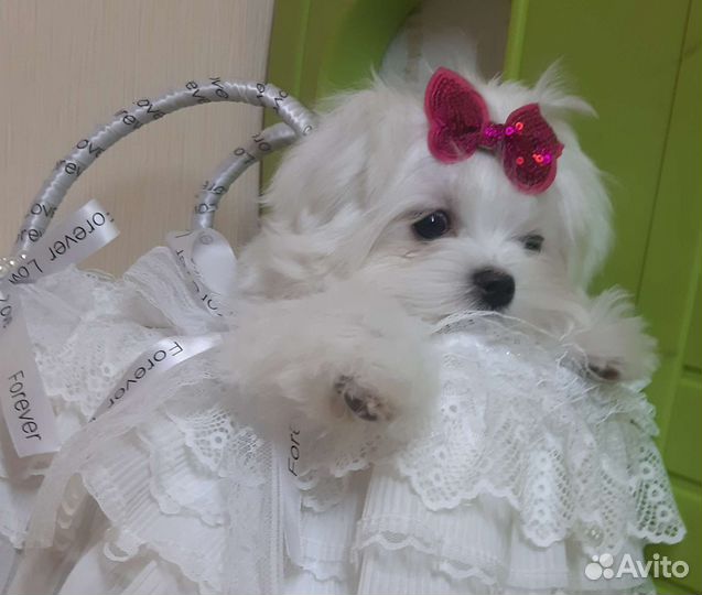 Мальтезе. Мальтийская болонка