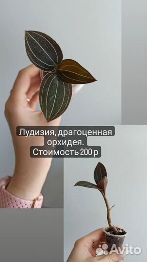 Пилея прижатая,плектрантус Мона Лавендер,лудизия