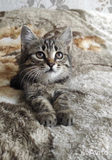 Полосатая Лапочка девочка