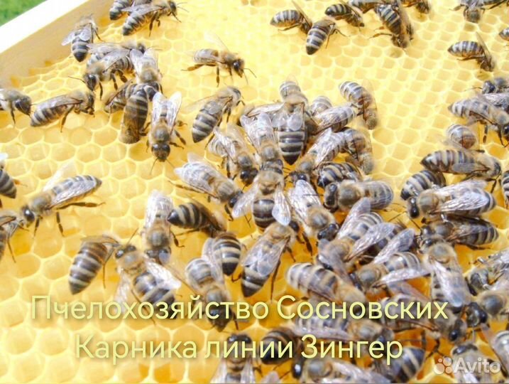 Пчелопакеты Карника, Бакфаст 2025