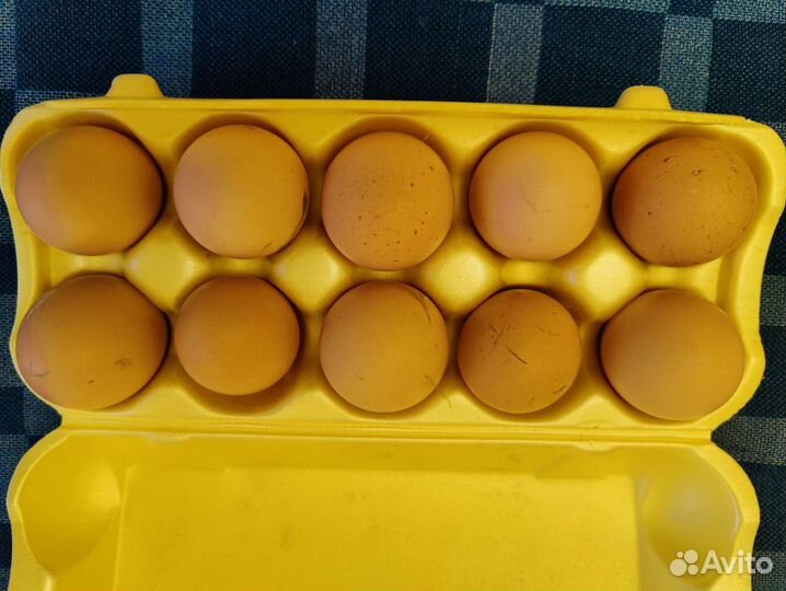 Инкубационное яйцо брама куропатчатая