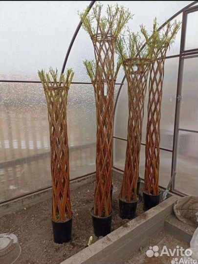 Плетеная ива/Русская пальма