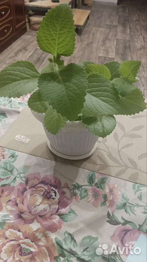 Плектрантус (комнатная мята)