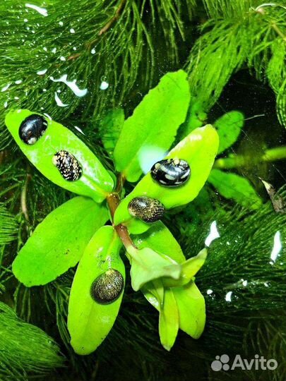 Теодоксус улитка